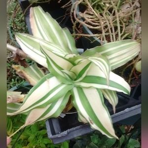 Variegated Tradescantia, Wandering Jew 3 cuttings